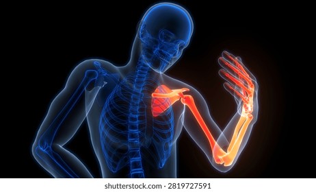 Human Skeleton System Upper Limb Bone Joints Anatomy. 3D