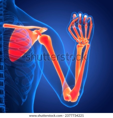Human Skeleton System Upper Limbs Bone Joints Anatomy. 3D
