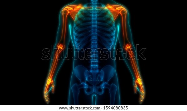 Human Skeleton\
System Upper Limbs Anatomy.\
3D