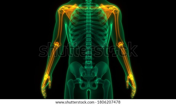 Human\
Skeleton System Upper Limbs Bone Joints Anatomy.\
3D
