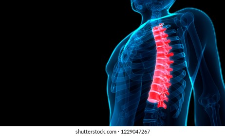 Human Skeleton System Vertebral Column Thoracic Stock Illustration ...