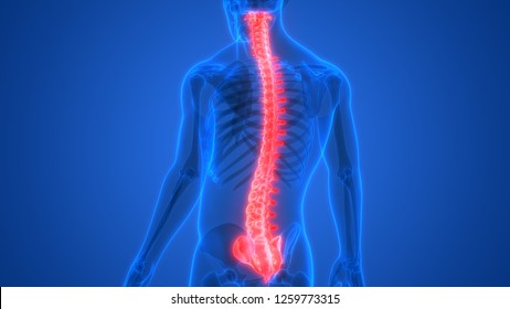 Human Skeleton Nervous System Spinal Cord Stock Illustration 503769100