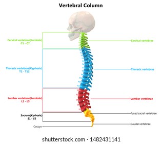 Human Skeleton System Vertebral Column Anatomy Stock Illustration