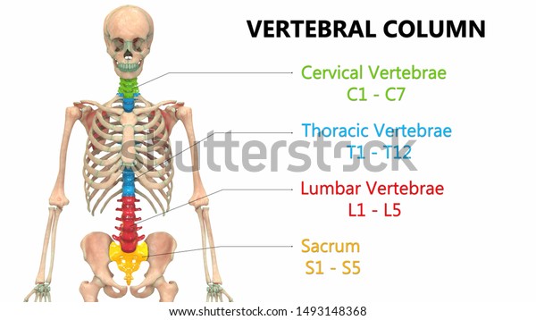 Human Skeleton System Vertebral Column Anatomy Stock Illustration ...