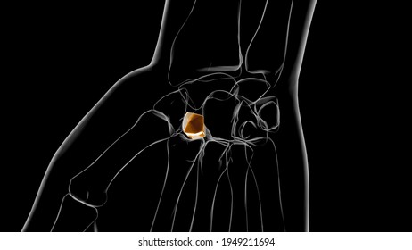 Human Skeleton Triquetral Bone Anatomy 3D Illustration