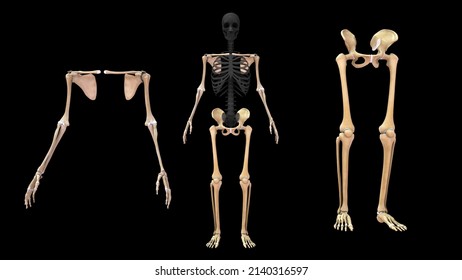 Biggest bone in human body