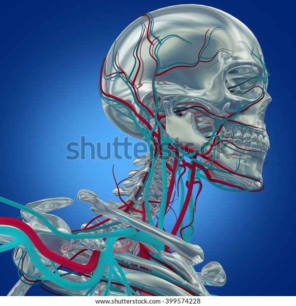 Human Skeleton Vascular System Veins 3d Stock Illustration 399574228 