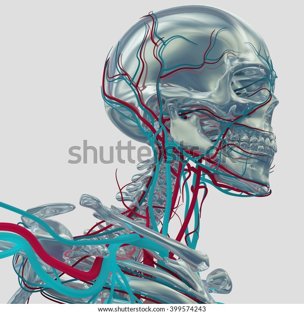 Human Skeleton Vascular System Veins 3d Stock Illustration 399574243 ...