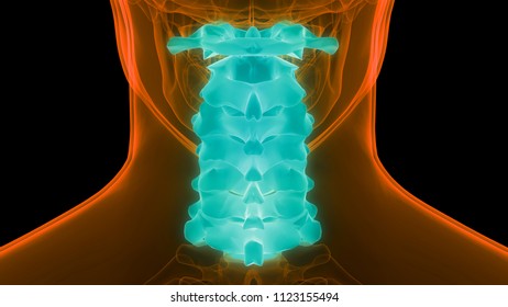 Human Skeleton Vertebral Cervical Vertebrae Column Stock Illustration Shutterstock