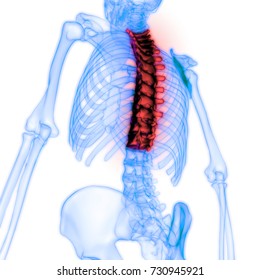 Human Skeleton Vertebral Column Anatomy (Thoracic Spine). 3D 
