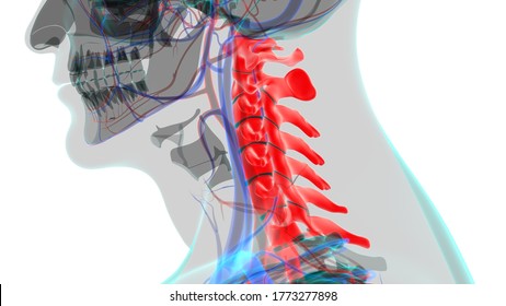 Human Skeleton Vertebral Column Cervical Vertebrae Anatomy 3D Illustration