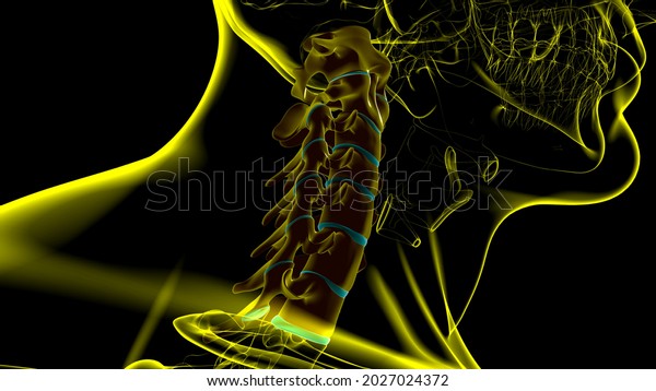 Human Skeleton Vertebral Column Cervical Vertebrae Stock Illustration Shutterstock