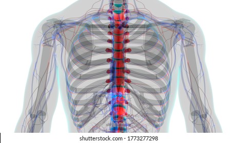 Human Skeleton Vertebral Column Thoracic Vertebrae Anatomy 3D Illustration