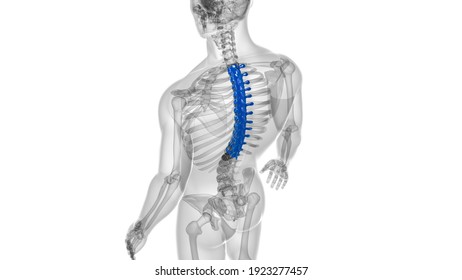 Human Skeleton Vertebral Column Thoracic Vertebrae Anatomy 3D Illustration