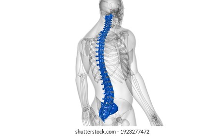 Human Skeleton Vertebral Column Vertebrae Anatomy Stock Illustration ...