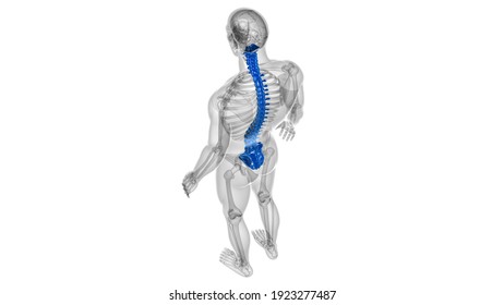 Human Skeleton Vertebral Column Vertebrae Anatomy 3D Illustration