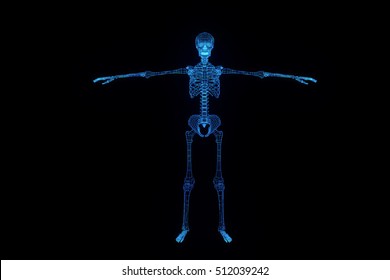 Similar Images, Stock Photos & Vectors of Human Skeleton Wireframe ...