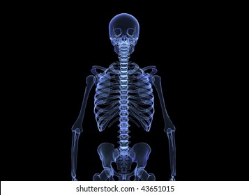 Human Skeleton Xray