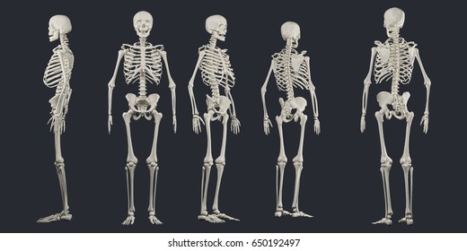 Human Skeletons, Full Body Xray, Carpal Tunnel Syndrome,  Office Mouse Bone Twist Causing Hand Pain, Concept Image For Chiropractic Adjustment 3d Illustration. 