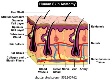 Human Skin Anatomy Cross Section Diagram Stock Illustration 551243962 ...