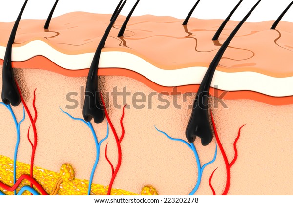 human skin anatomy cross section