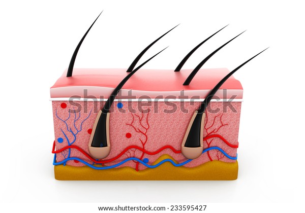 Human Skin Anatomy Cross Section Stock Illustration 233595427