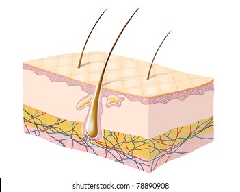 Human Skin Anatomy Illustration.