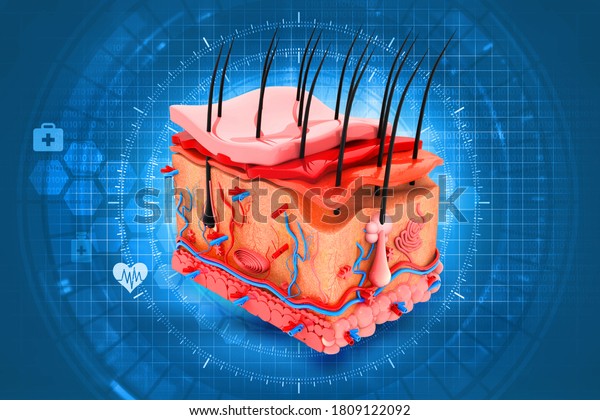 Human skin anatomy on scientific\
background.3d\
illustration
