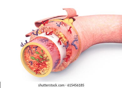 Human Skin Anatomy.3d Illustration