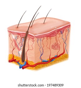 Human Skin And Hair Structure