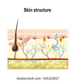 Human Skin Hair Structure Cross Section Stock Illustration 655125817 ...