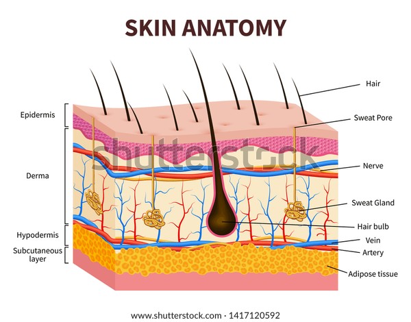 Human skin. Layered epidermis
with hair follicle, sweat and sebaceous glands. Healthy skin
anatomy medical illustration. Dermis and epidermis skin,
hypodermis