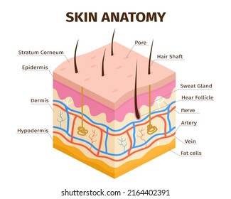 Human skin layers anatomy, dermis, epidermis and hypodermis tissue. Skin structure, veins, sweat pores and hair follicles  infographic. Medical epidermis anatomy skin layer illustraton