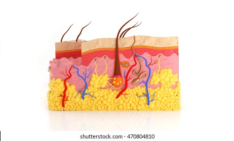 Human Skin Layers In A Cut On A White Background