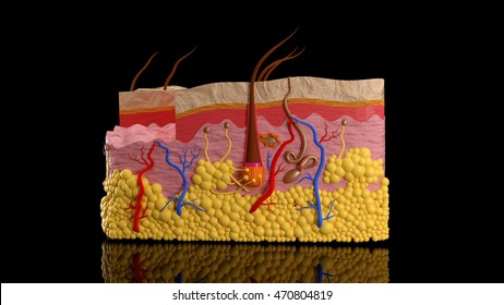 Human Skin Layers In A Cut On A Black Background