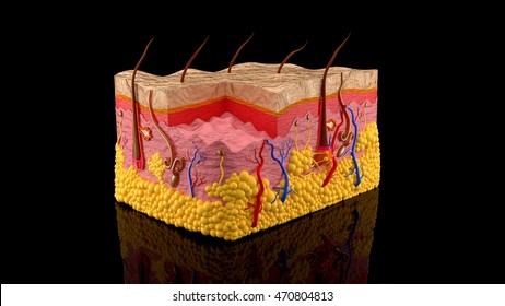 Human Skin Layers  On A Black Background