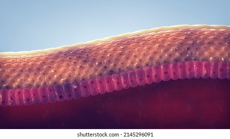 Human skin structure, 3d illustration. The skin is the largest organ of the body. The epidermis acts as protective barrier against pathogens and plays a key role in immune system's response