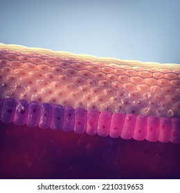 Human Skin Structure, 3d Illustration. The Skin Is The Largest Organ Of The Body. The Epidermis Acts As Protective Barrier Against Pathogens And Plays A Key Role In Immune System's Response