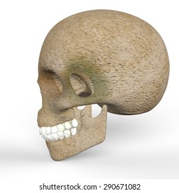 human skull