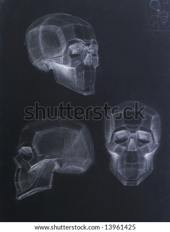 Human Skull