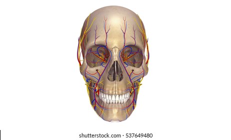Human skull with blood vessels and nerves anterior view 3d illustration