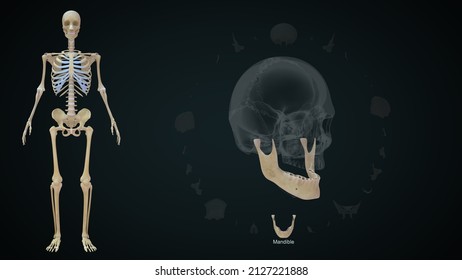 Human Skull Bones Mandible 3d Illustration