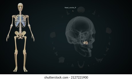 Human Skull Bones Nasal Concha Right 3d Illustration