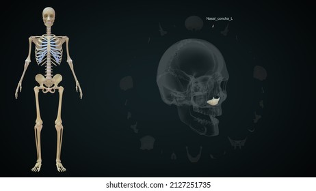 Human Skull Bones Nasal Concha Left Anatomy 3d Illustration