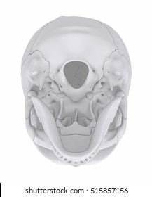 Human skull with colorized skull bone parts 3D illustration