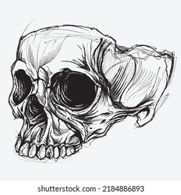 Human Skull Drawing Line Work 