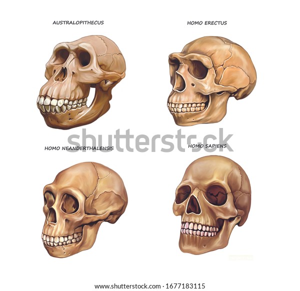 人間の頭蓋骨の進化 白い背景にアウストラロピテクス ホモエレクトス ネアンデルタール人 ホモサピエンス 百科事典のイラスト描画 リアルな画像 のイラスト素材