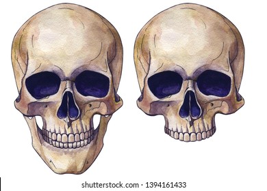 human skull in face