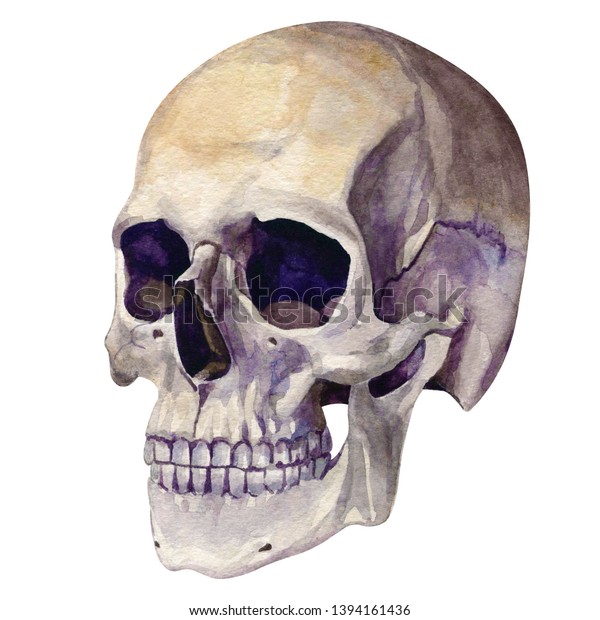 顔に水彩で描かれた人間の頭蓋骨 顔の解剖学的骨 Jawboneのリアルな図面 死んだ 日 ハロウィーン 芸術 表紙 シール タトゥー 解剖学 ポスター デザイン 死んだ のイラスト素材