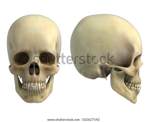 白い背景に人間の頭蓋骨の正面と側面図 のイラスト素材